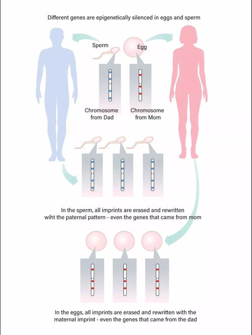 同性伴侣生育新曙光 中国科学家突破遗传障碍，人体基因诊断开辟新径
