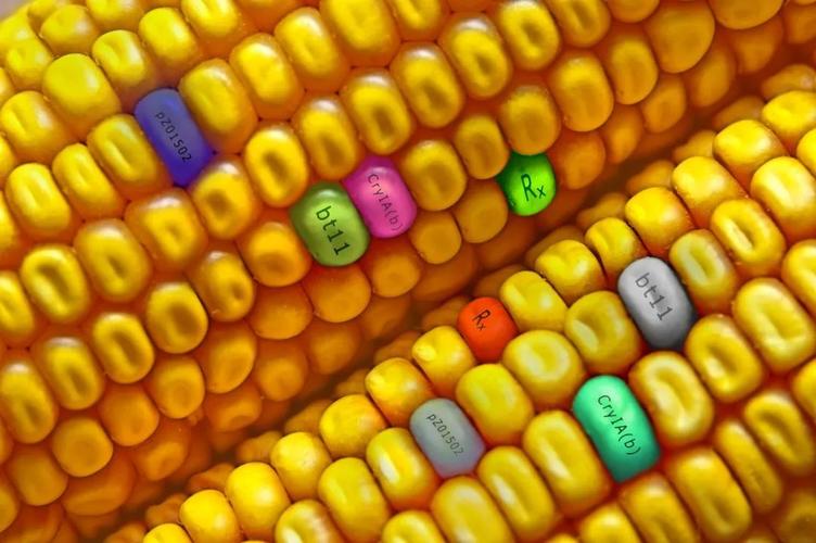 农药激素转基因三大问题食品对人体有害这是真的吗